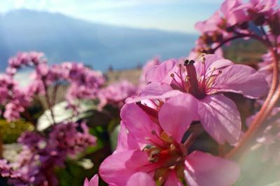 Close-up of pink flowers