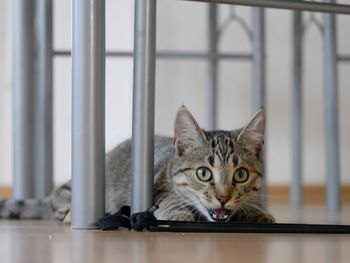 Portrait of surprised cat sitting under table