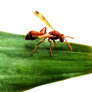 Close-up of ant on plant