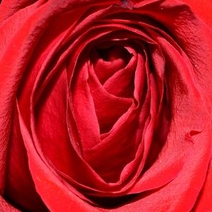 Full frame of red rose