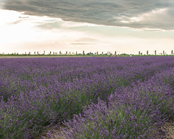 Scenic view of purple flowers on field against sky