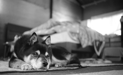 Portrait of dog resting