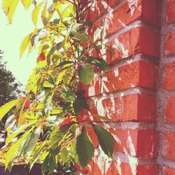 Low angle view of leaves on tree