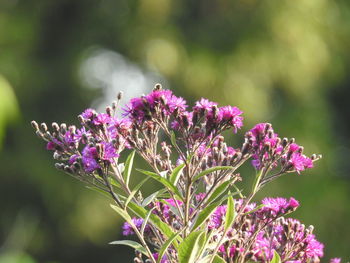 Close-up of purple flowering plant