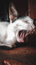 Close-up of cat yawning