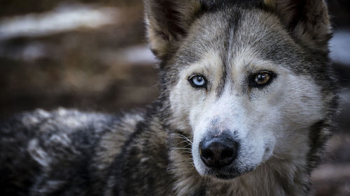 Close-up portrait siberian husky