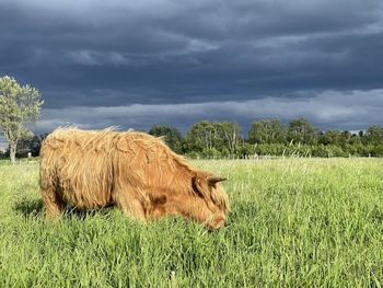 Hay bales in a field