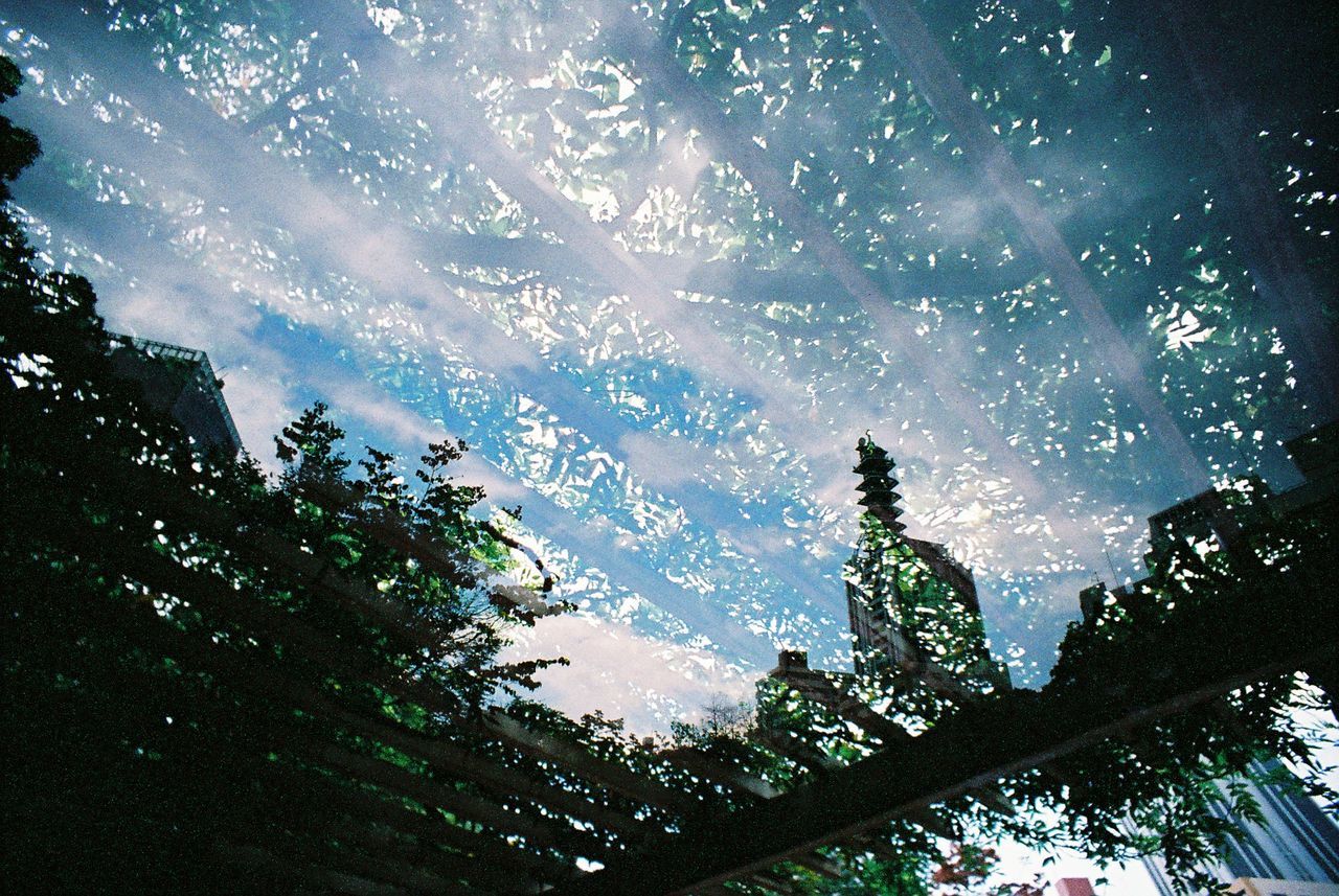 low angle view, tree, nature, day, no people, beauty in nature, growth, sunlight, outdoors, sky, branch, freshness