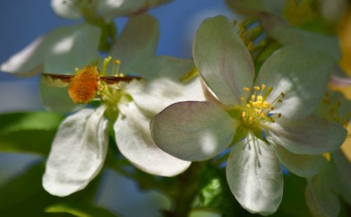 Close-up of insect on flowers