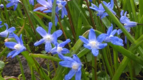 Close-up of purple flowers blooming in field