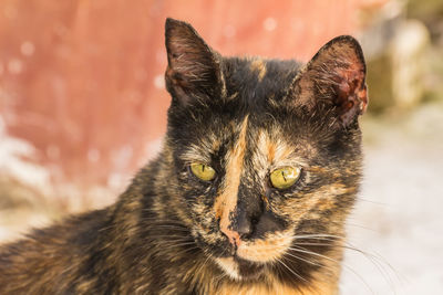 Close-up portrait of a cat