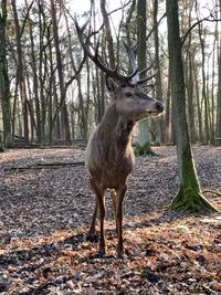 Deer standing in a forest