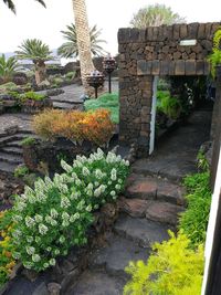 Plants growing in front of historic building