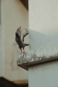 Close-up of bird perching on wall