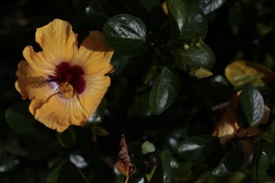 Close-up of yellow flowering plant