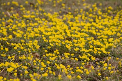 Close-up of yellow flowers growing in field