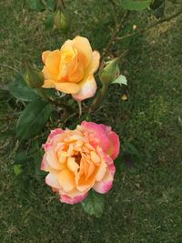 Close-up of yellow rose