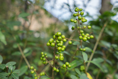 Close-up of raw coffee bean plant