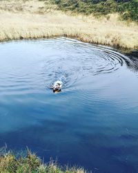 High angle view of ducks swimming in lake