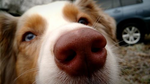 Close-up portrait of dog