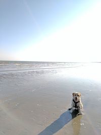 Dog on beach against clear sky