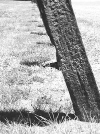 View of tree trunk