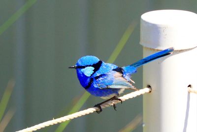 Close-up of bird perching on metal