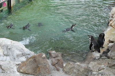 High angle view of ducks swimming in sea