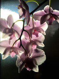 Close-up of pink flowers