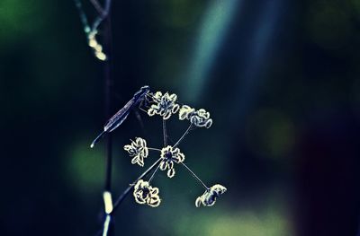 Close-up of spider on web