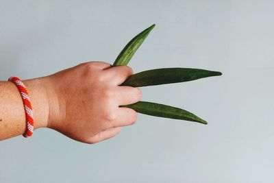 Close-up of hand holding leaf over white background