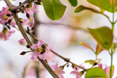 Close-up of pink flowering plant