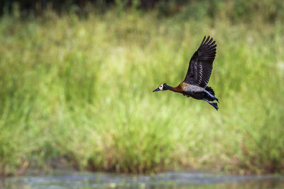 Bird flying