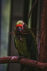 Close-up of bird perching on branch