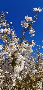 Low angle view of cherry blossom against clear sky