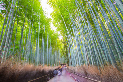View of bamboo through trees in forest