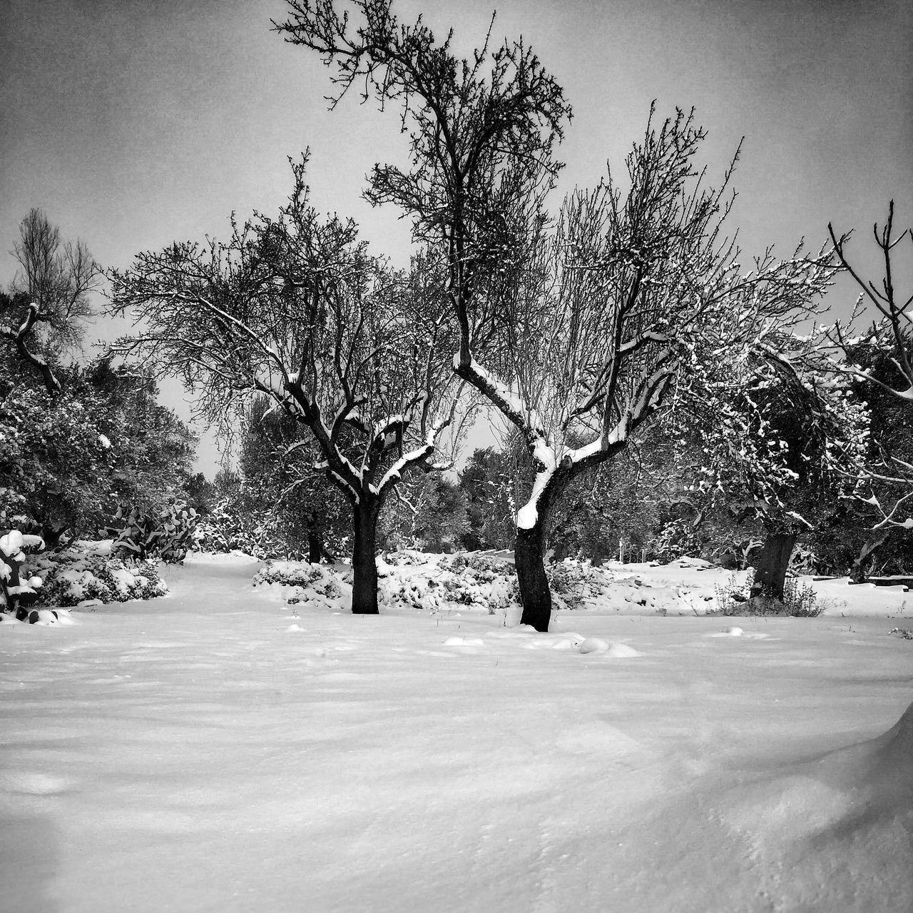 BARE TREES ON SNOW COVERED FIELD