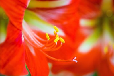 Full frame shot of multi colored flower