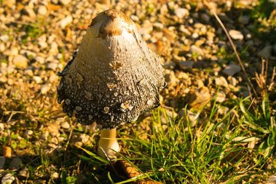 Close-up of mushroom growing in field