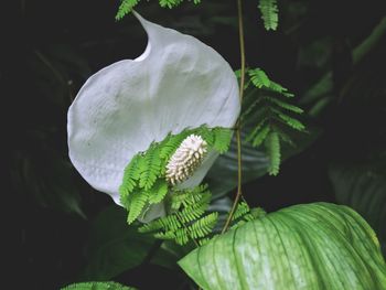 Close-up of insect on plant