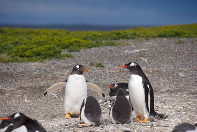 Penguin on field