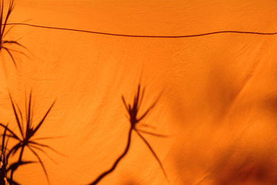 Close-up of plant on sand