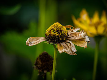 Close-up of wilted flower against blurred background