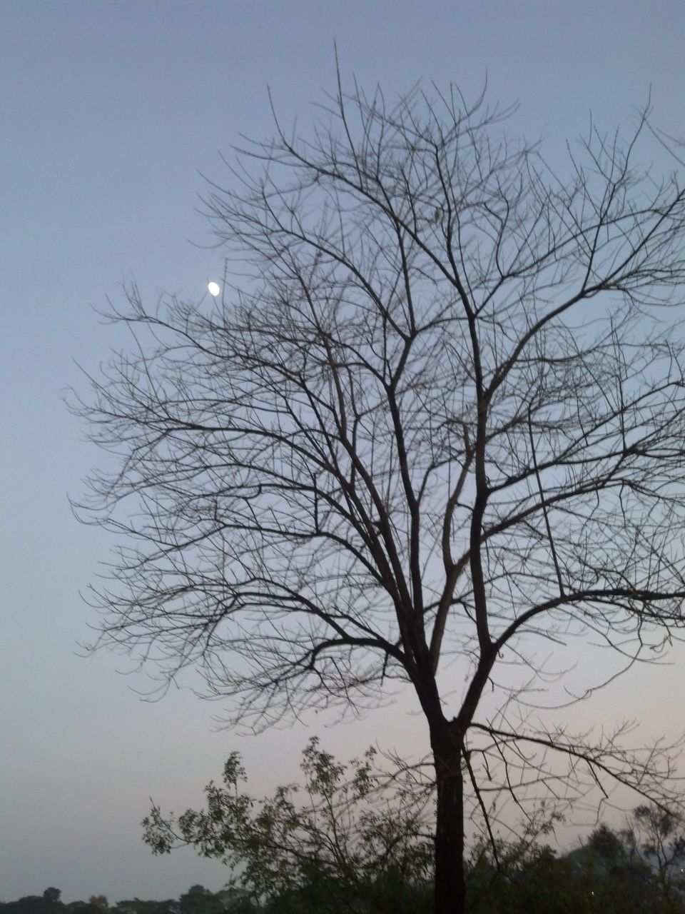 bare tree, tree, branch, silhouette, low angle view, tranquility, beauty in nature, tranquil scene, nature, sky, scenics, clear sky, tree trunk, sunset, dusk, outdoors, growth, no people, idyllic, non-urban scene