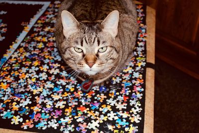 High angle portrait of cat