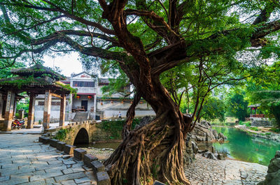 Trees by lake against buildings