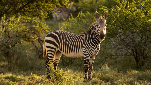 Zebra standing in grass