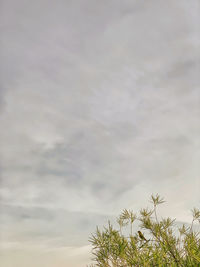 Low angle view of trees against sky