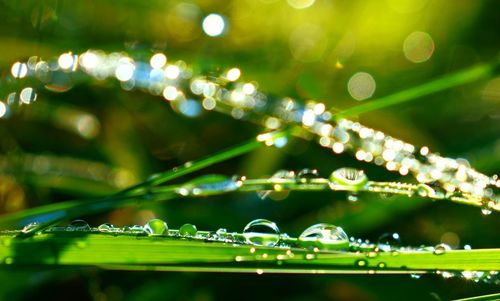 Close-up of water drops on plant during rainy season