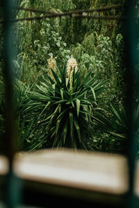 Close-up of potted plant